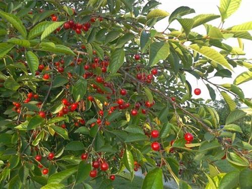 לינה וארוחת בוקר Clamanges Au Pre Du Moulin מראה חיצוני תמונה