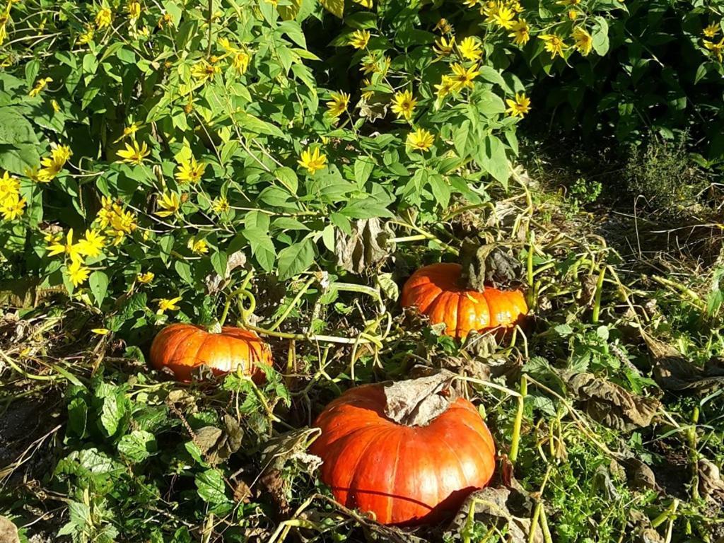 לינה וארוחת בוקר Clamanges Au Pre Du Moulin מראה חיצוני תמונה
